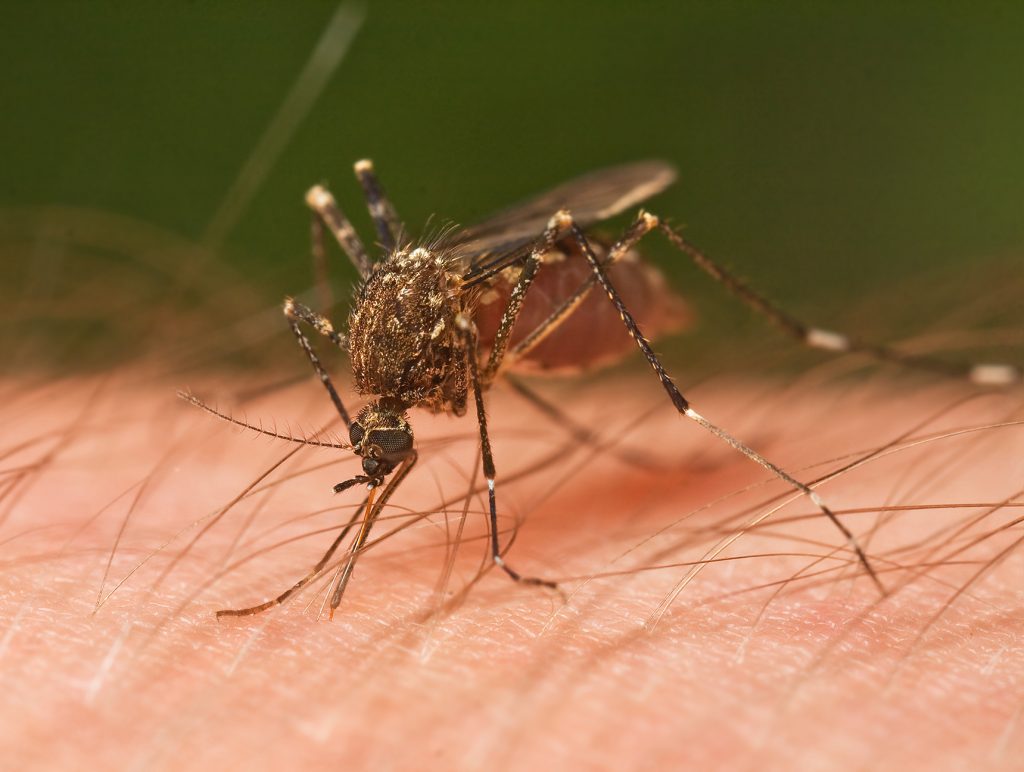 mosquito_tasmania_crop