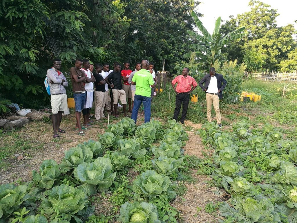 osudoku-shs-cabbage-farm0