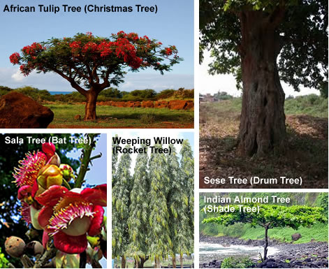 Trees of Southern Ghana