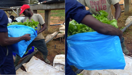 Farm hands bagging freshly harvested lettuce for storage.